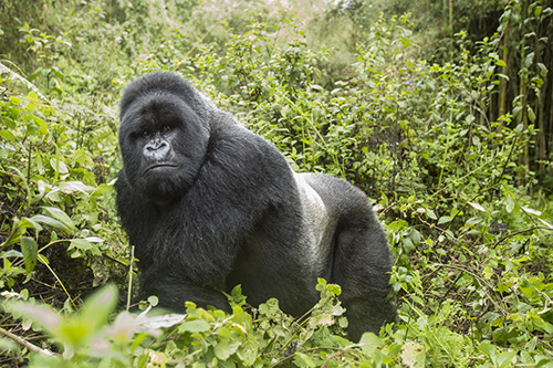 gorillas from 2012